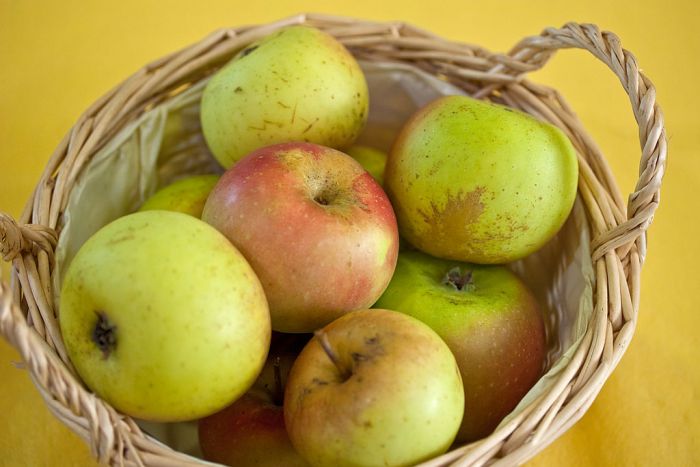 Rheinischer Winterrambur