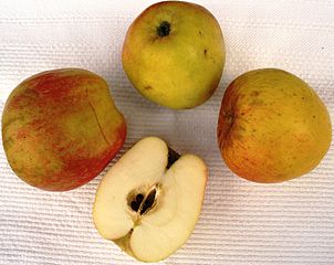 Rheinischer Winterrambur