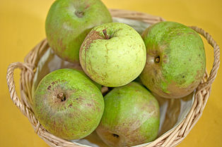 Rheinischer Winterrambur