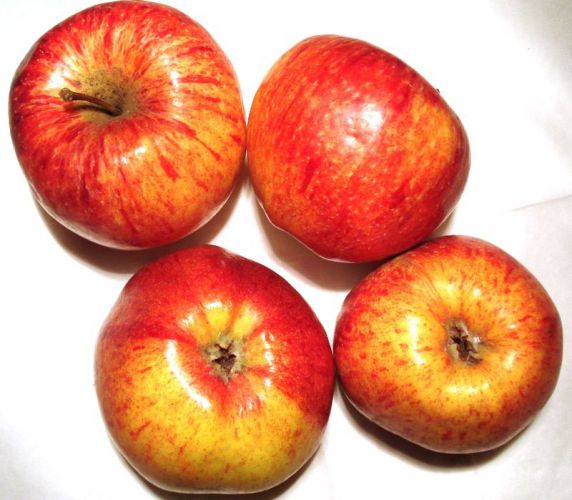 Rheinischer Winterrambur