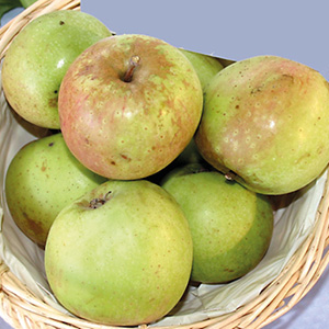 Rheinischer Bohnapfel