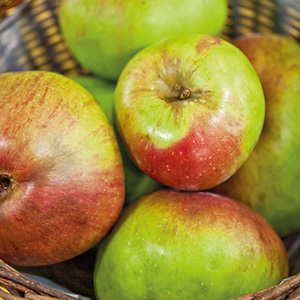 Rheinischer Winterrambur