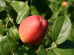 Rheinischer Winterrambur