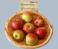 Rheinischer Winterrambur