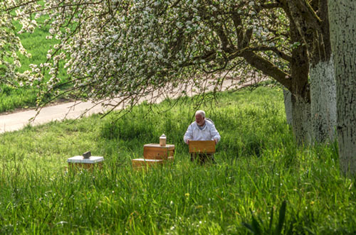 Honig Streuobstwiese Heldenberger Apfelbiene