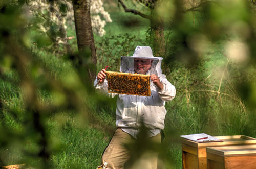 Honig Apfelbiene Nidderau Heldenbergen