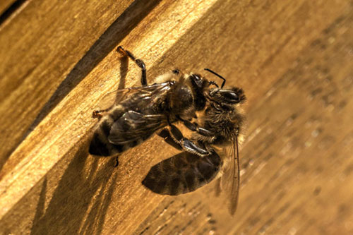 Apfelbiene Nidderau Heldenbergen