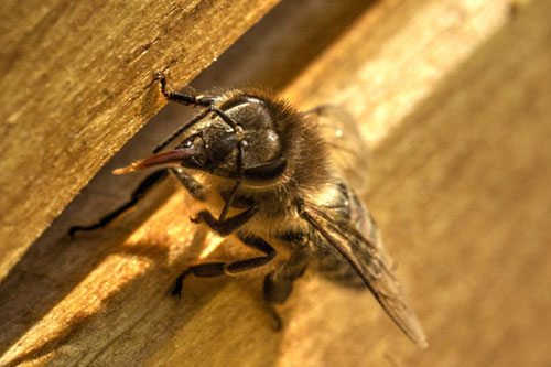 Biene aus Heldenbergen