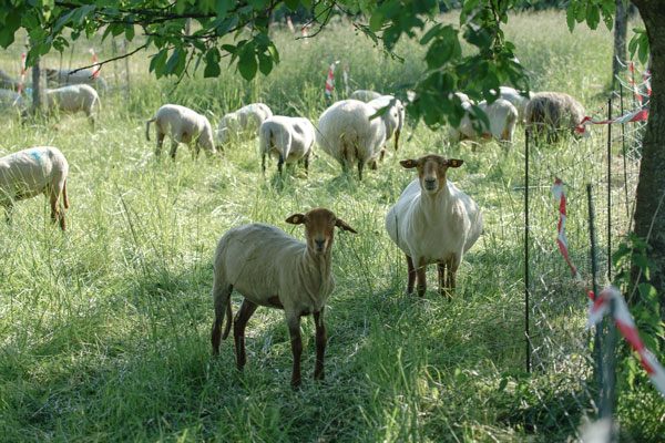 Ziegen und Schafe bei der Heldenberger Apfelbiene